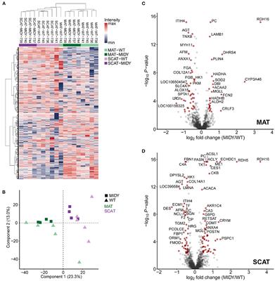 Differential Effects of Insulin-Deficient Diabetes Mellitus on Visceral vs. Subcutaneous Adipose Tissue—Multi-omics Insights From the Munich MIDY Pig Model